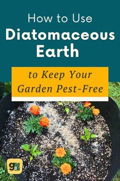 an image of how to use diatomaceous earth to keep your garden pest - free