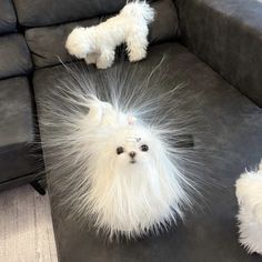 three small white dogs sitting on top of a black leather couch next to each other