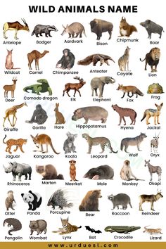 wild animals names and their meanings