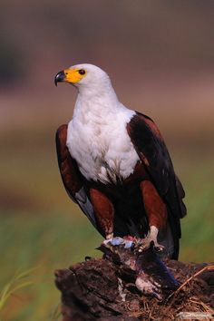 a large white and brown bird sitting on top of a tree stump