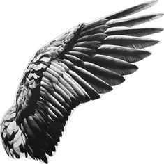 a black and white photo of a bird's wing with it's wings spread