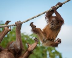 two oranguels hanging on ropes with their hands and feet in the air