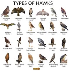 an image of different types of hawks