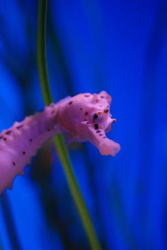 a pink seahorse with the words well hello there