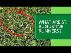 a green sign that says what are st augustine runners? with a red circle in the grass