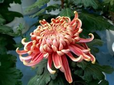 an orange and pink flower with green leaves