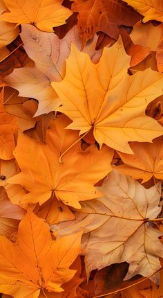 many different colored leaves laying on top of each other in the fall or thanksgiving season