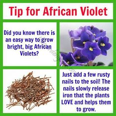 an african violet flower with the words tips for african violets