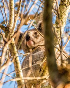 a koala in a tree looking up at the camera