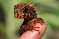 a small brown and black lizard sitting on top of someone's finger in front of a green background