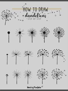 how to draw dandelions step by step