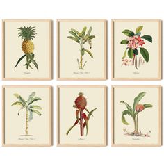 four different types of flowers and plants on paper