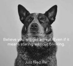 a black and white photo with a dog's face in front of the caption, believe you will get a treat even if it means staring without blinking just feed me