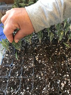 a person is picking up some plants from the ground with their hands on top of them