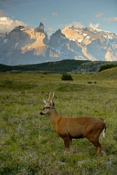 a deer is standing in the grass with mountains in the backgrouds behind it