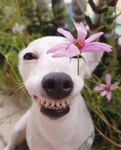 a white dog with a pink flower in its mouth and it's tongue out