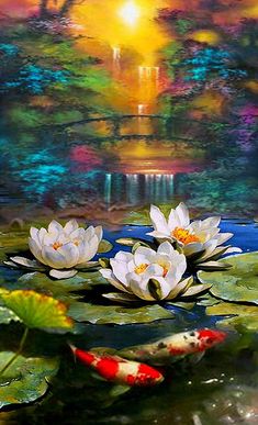 three white water lilies floating on top of a pond next to koi fish