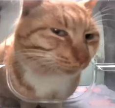 an orange and white cat is sitting in a plastic container with its head turned to the side