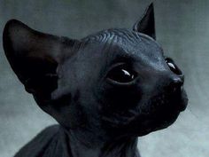 a close up of a hairless cat looking at something with eyes wide open on a gray background