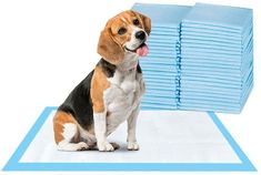 a dog sitting on top of a pile of blue pads