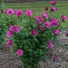 pink flowers blooming in a garden with mulchy grass and dirt on the ground