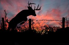 the silhouette of a deer jumping over a barbed wire fence in front of a sunset