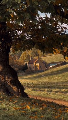 an old tree in the middle of a field with a house on it's side