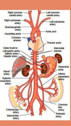 the anatomy of the human body and its major organs, including the heart, lungs, livers, kidney, stomach