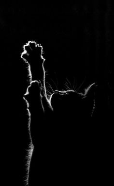 a black and white photo of a cat in the dark