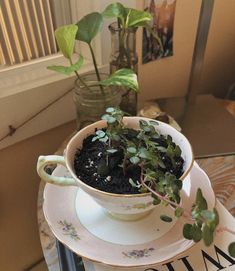 a potted plant sitting on top of a saucer