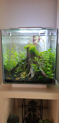 an aquarium with plants and rocks in it