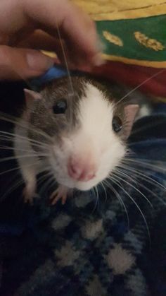 a rat is being petted by someone who is holding something in their hand and the rat has it's head up