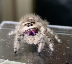 a close up of a spider on a glass surface with its mouth open and eyes wide open