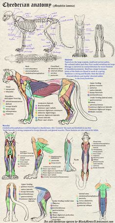 an illustrated diagram of the muscles and skeletal systems of a dog, with text below