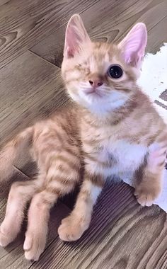 an orange and white kitten sitting on top of a wooden floor