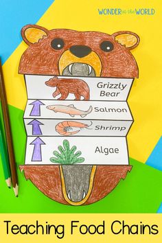 an animal themed teaching food chain with the words grizzly bear and salmon on it