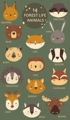 an illustrated poster with animals and their names in different colors, including the words forest life animals