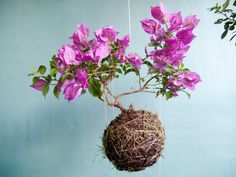 a plant with purple flowers hanging from it's roots in front of a blue wall