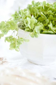 a white bowl filled with green plants on top of a table