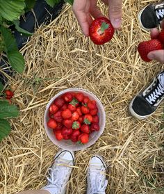 two hands picking strawberries from a bowl on the ground with straw and straw bales