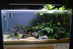 an aquarium with plants and rocks in it