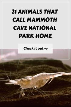 an animal that is laying down on the ground with text overlay saying, 21 animals that call mammoth cave national park home check it out