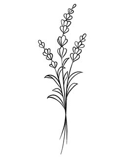 Floral Outline Drawing Simple, Flower Stencil Patterns Printables, Lavender Drawing Simple, Lavender Flower Drawing Simple, Vines Drawing Simple, One Line Flower Drawing, Simple Flower Drawing Doodles, Small Flower Drawing, Simple Flowers Drawing