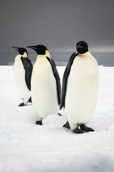 three penguins are standing in the snow together