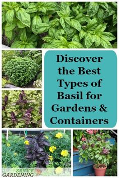 the best types of basil for gardens and containers