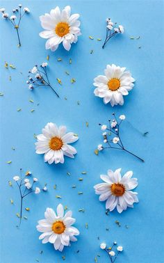 white daisies and other flowers on a blue background with scattered seed sprinkles