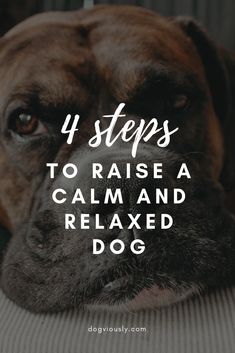 a dog laying on top of a bed with the words 4 steps to raise a calm and relaxed dog