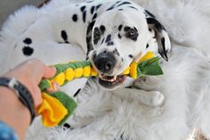 a dalmatian dog chewing on a toy