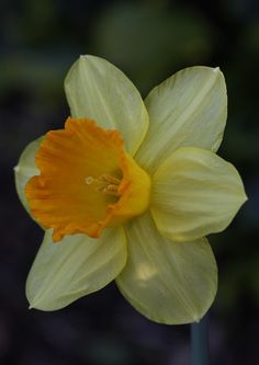 a yellow and orange flower with green leaves in the background