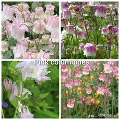 four different pictures of pink flowers and green plants with the words pink communities above them